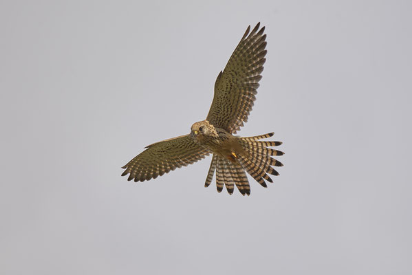 Turmfalke im Rüttelflug