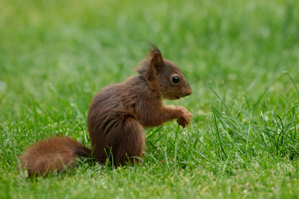 Junges Eichhörnchen