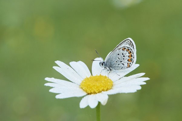 Argus-Bläuling - Vom 13.6. bis 20.6.2021 Urlaub im Allgäu