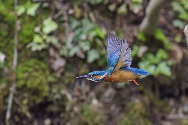 Eisvogel - Versuche Ihn im Flug zu erwischen, leider in ca. 25m und bei schlechtem Licht