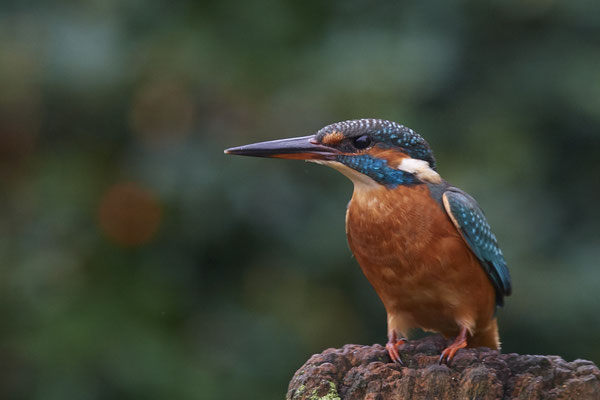 Eisvogel im Garten - (20.10.2019)