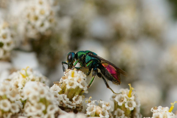 Hedychrum spec