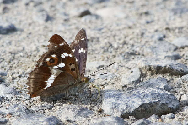 Großer Schillerfalter - Heute auf Schmetterlingstour - Rückseite Flugplatz Schwarze Heide - (25.06.2022)