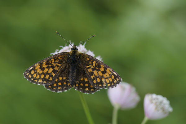 Wachtelweizen-Scheckenfalter
