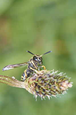 Nr.0606 - Odynerus spinipes / Schornsteinwespe - GE-Buer Zeche Hugo - 51°34`09.98" 7°02`18.09" - (24.05.2019)