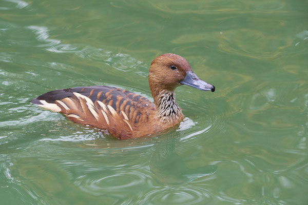 Gelbbrust-Pfeifgans - Zoo Duisburg