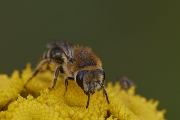Nr.1082 - Colletes sp. w - WES Rheinbrücke Büdericher Insel - 51°38`40.99" 6°36`30.54" - (09.08.2019)
