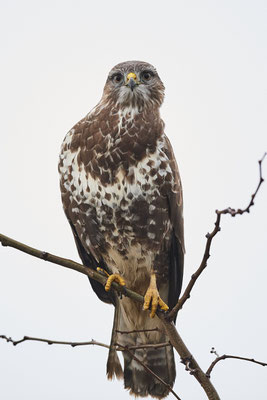 Mäusebussard