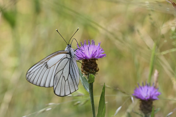 Baum-Weißling - (Urlaub Mosel Valwig vom  08.06. bis 11.06.2023 mit der Nabu Herne)