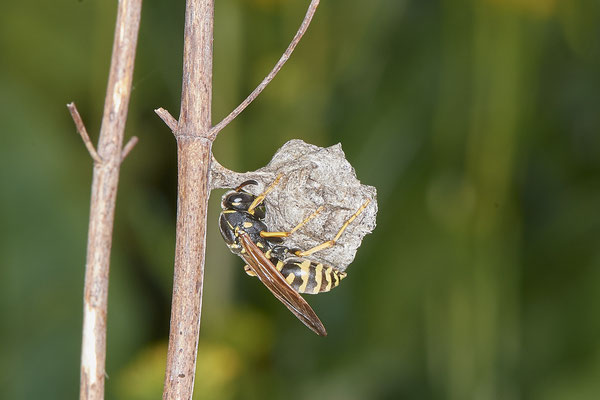 Polistes albellus - LMB - 51°29`17.50" 6°53`52.16" - (30.04.2021)