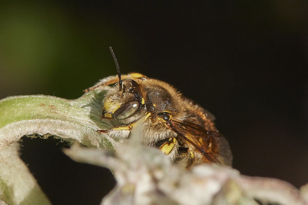 Anthidium manicatum / Garten-Wollbiene - Garten - (03.07.2021)