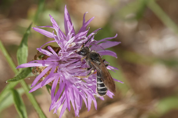 Halictus quadricinctus - Dinslaken Emschermündung - 51°33`52.87" 6°41`48.98" - (13.08.2020) - Rote Liste: Kategorie 3: Gefährdet