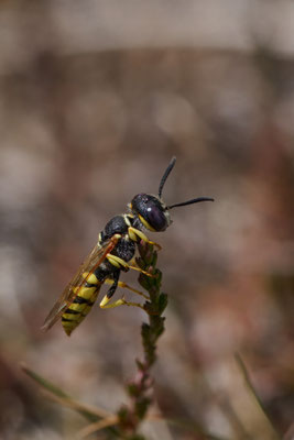 Bienenwolf