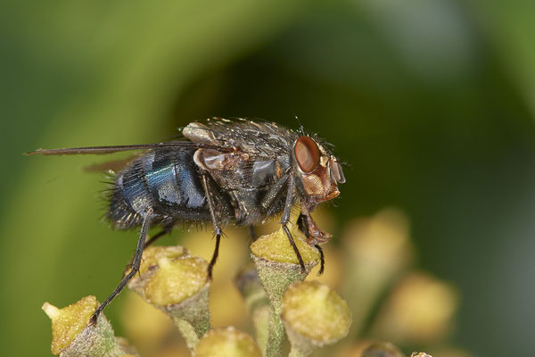 Nr.21-1/07 - Fliege - OB Bottroperstraße Olgapark (08.11.2018)