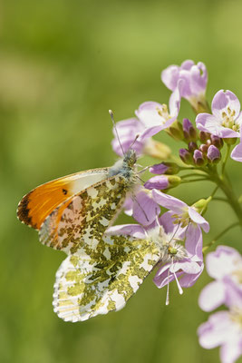 Paarung vom Aurorafalter - (28.04.2021)