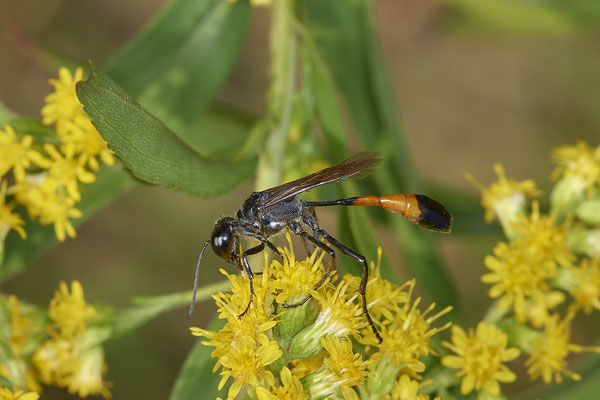 Nr.17/18 - Ammophila sabulosa - OB/E-LMB - (16.10.2018)
