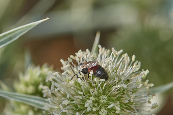 Hylaeus variegatus - Dinslaken Emschermündung - 51°33`56.26" 6°41`27.74" - (08.08.2020) - Rote Liste: Kategorie 3: Gefährdet