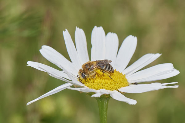 Nr.0728 - Colletes similis / Rainfarn Seidenbiene - w - OB Neue Mitte 2 - 51°29`13.68" 6°53`13.28" - (16.06.2019)