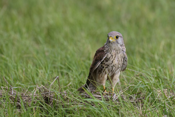 Turmfalke - auf dem Boden sieht man ihn selten