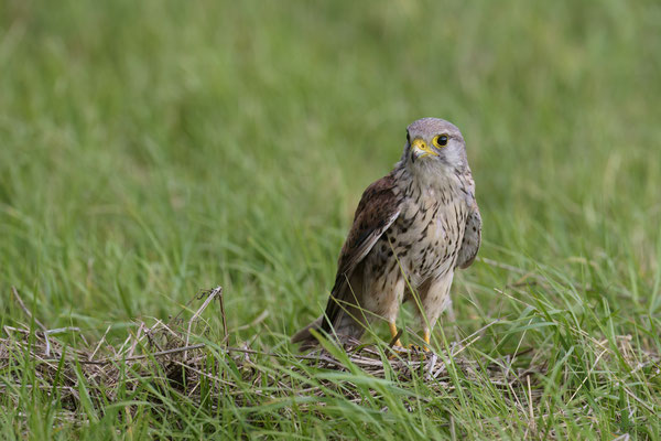 Turmfalke - auf dem Boden sieht man ihn selten