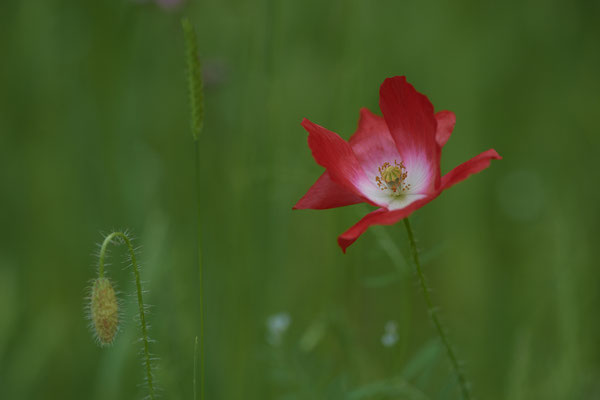 Mohn auf einer Wildwiese