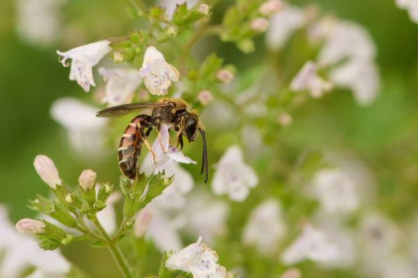 Lasioglossum calceatum