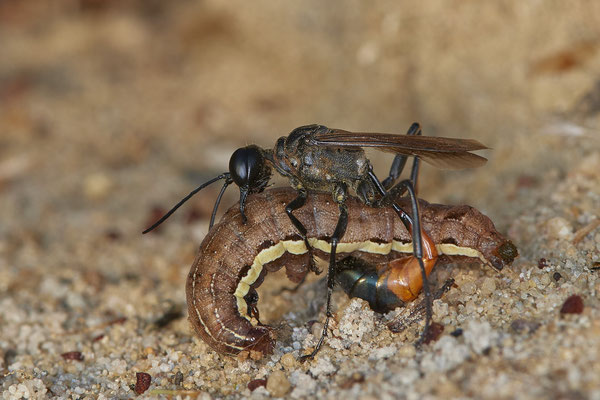 Nr.18/09 - Ammophila sabulosa mit Raupe vom Eulenfalter - LMB - (19.10.2018)