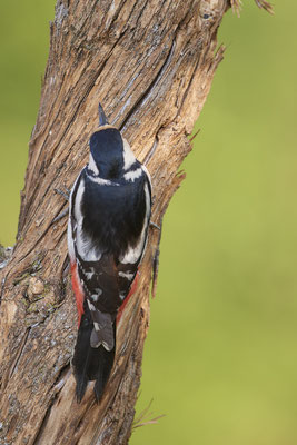 Buntspecht - Rückenansicht -  Dingden - (20.04.2020) 