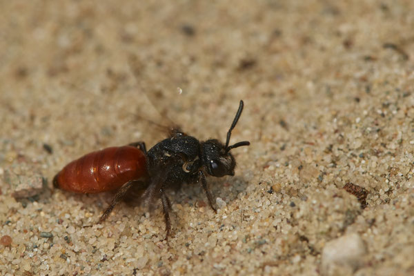 Nr.0345 - Sphecodes albilabris - OB LMB - 51°29`11.55" 6°53`53.48" - (30.04.2019)