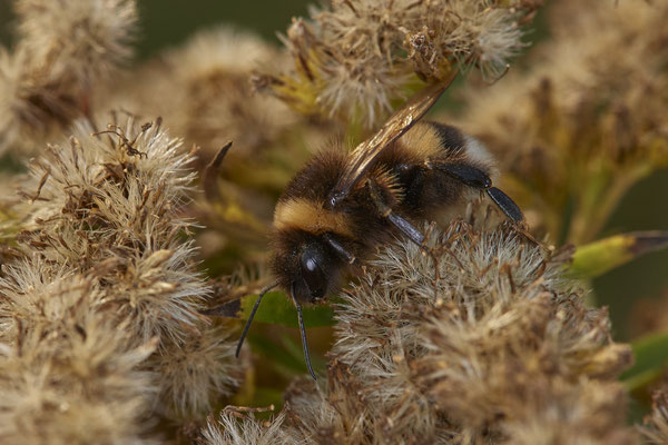 Nr.18/14 -Erdhummel - LMB - (19.10.2018)