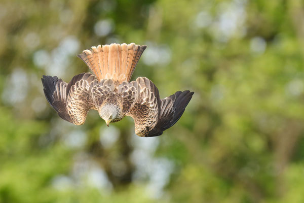 Rotmilan - Sequenz: Sturzflug auf Beute am Boden