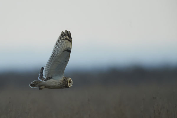 Sumpfohreulen - meine ersten Live in der Natur - (08.12.2020) - Belegfotos