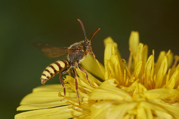 Nomada ruficornis m - Bottrop - Heidhofsee, Zum Kletterpoth - 51°36`08.24" 6°52`17.69" - (08.05.2021)