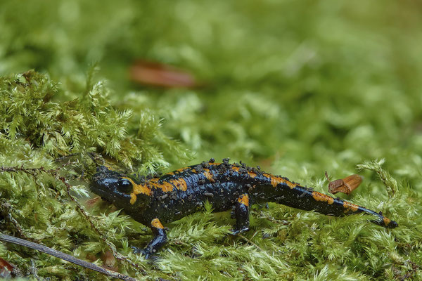 Junger Feuersalamander