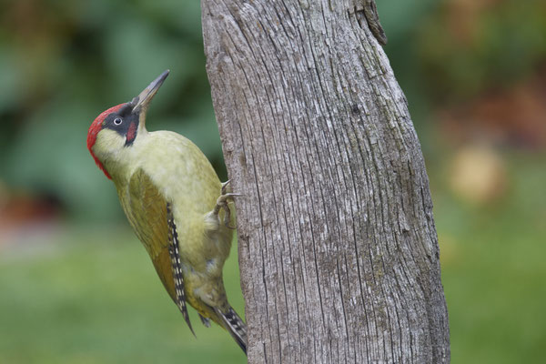 Grünspecht im Garten