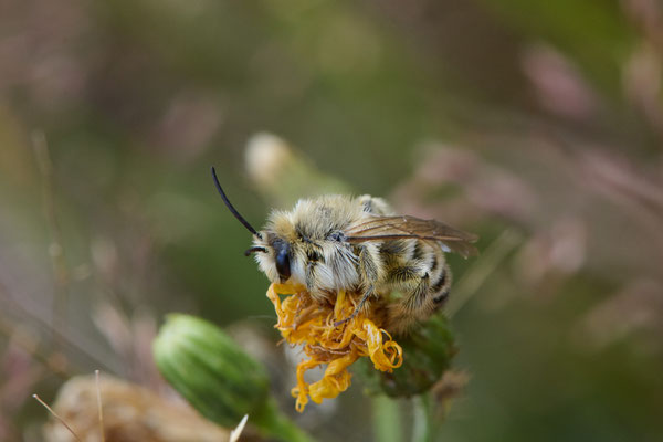 Braunbürstige Hosenbiene