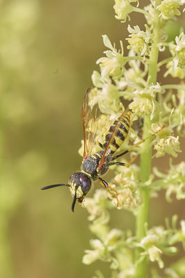 Nr.0889 - Philanthus triangulum / Bienenwolf - OB LMB - 51°29`11.55" 6°53`53.48" - (27.06.2019)