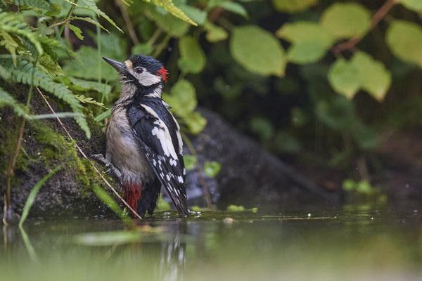 Buntspecht - Holland - (25.09.2020)