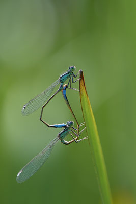 Große Pechlibelle