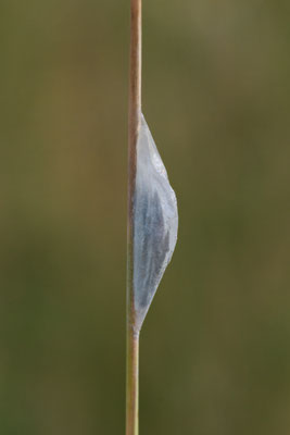 Puppe vom Sechsfleck-Widderchen