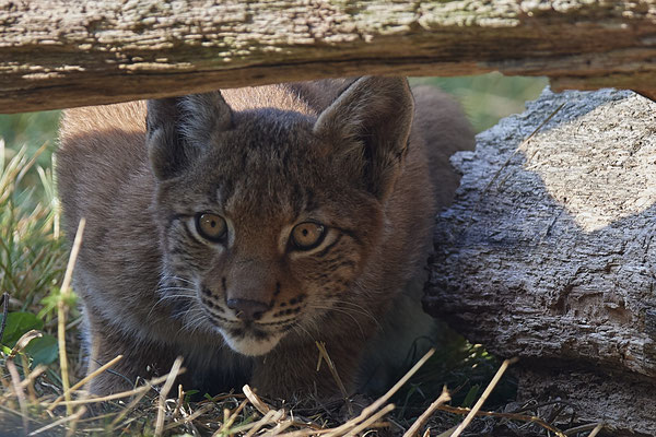 Luchs - 2ter Tag im Biotopwildpark Anholter Schweiz - (22.09.2020)