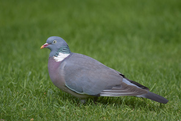 Ringeltaube