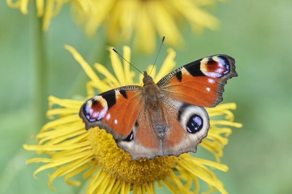 Tagpfauenauge - (Urlaub im Allgäu / Bayern vom  08.07. bis 17.07.2022)