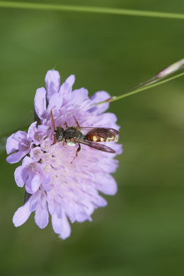 Nomada armata