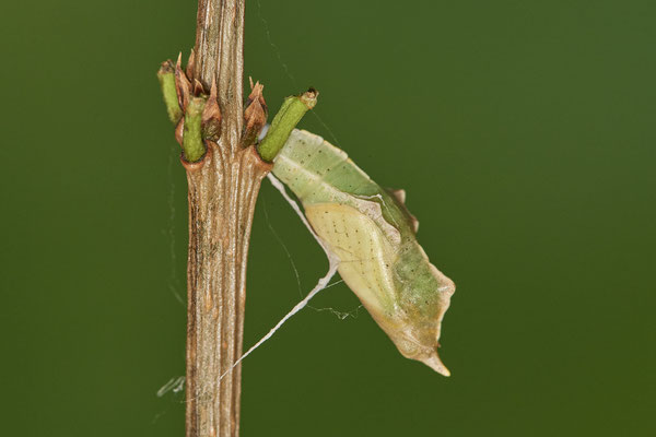 Kleiner Kohlweißling / Pieris rapae - Verpuppung 02.12.2021 - Foto Puppe 26.12.2021