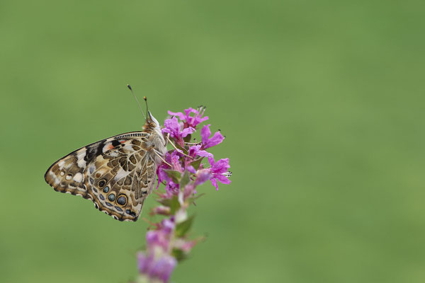 Distelfalter