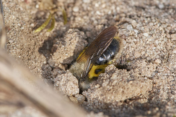 Andrena vaga ? - Rhede - 51°49`36.60" 6°41`17.30" - (25.04.2021)
