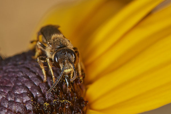 Nr.1044 - Halictus tumulorum / Gewöhnliche Goldfurchenbiene - OB im Garten - 51°31`49.60" 6°50`56.50" - (29.07.2019)