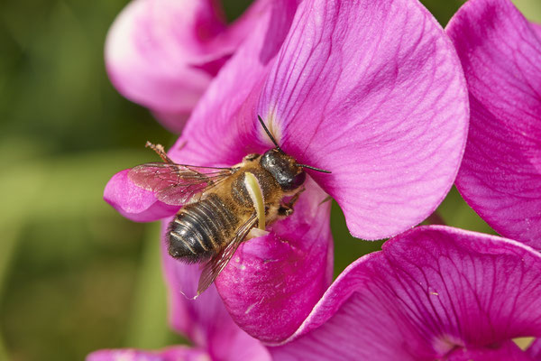 Nr.0762- Megachile willughbiella / Garten-Blattschneiderbiene - f - OB Zeche Sterkrade - 51°31`09.30" 6°50`16.06" - (19.06.2019)