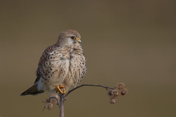Turmfalke